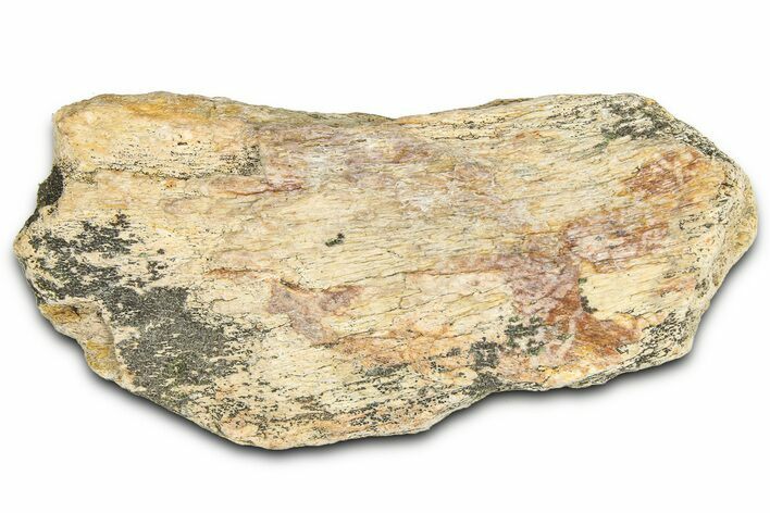 Dinosaur (Triceratops) Frill Shield Section - Montana #366643